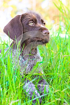 A beautiful brown deutsch drahthaar puppy with green eyes lying in grass. A dog.