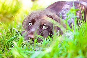 A beautiful brown deutsch drahthaar puppy with sad green eyes, a purebred dog.