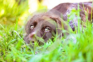 A beautiful brown deutsch drahthaar puppy with sad green eyes, a purebred dog.