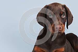 Beautiful brown Doberman puppy sitting on blue background in the