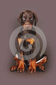 Beautiful brown Doberman puppy sitting on brown background in th