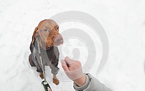 Beautiful brown dog breed of magyar vizsla in clothes and on a leash and hand of a woman playing with a pet on the background of