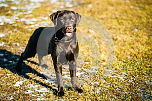 Beautiful Brown Dog Lab Labrador Retriever