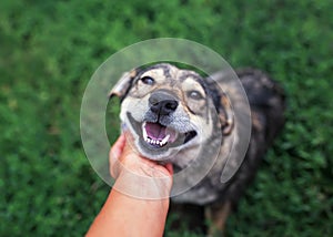 Beautiful brown dog put his head on the palm of the person and friendly looking with love on a background of green grass in the