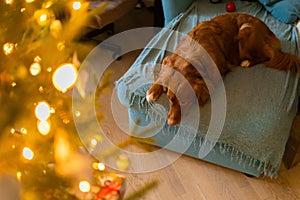 beautiful brown dog toller at home,laying on sofa at christmas holidays