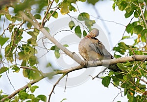 A beautiful brown dove etching its body