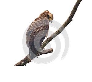 Beautiful brown eagle bird perched on a tree branch isolated on a white background