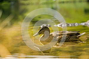 A beautiful brown female duck swimming in the mountain lake. Mountain landscape with birds.