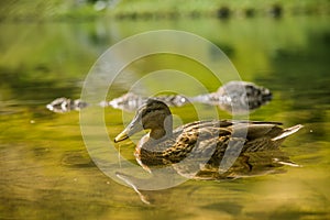 A beautiful brown female duck swimming in the mountain lake. Mountain landscape with birds.