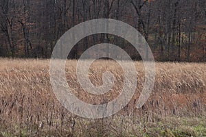 This beautiful brown field is sitting here in the wooded area. The brown colors depict the Fall season.