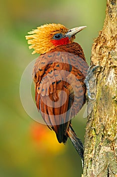 Beautiful brown form tropic mountain forest. Chestnut-coloured Woodpecker, Celeus castaneus, brawn bird with red face from Costa
