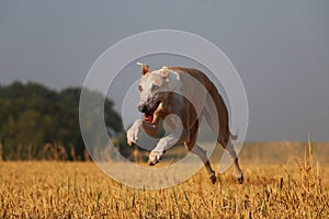 Beautiful brown galgo ist running on a stubble field