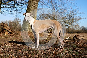 A beautiful brown galgo is standing in the forest at a sunny day