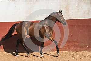 Beautiful brown gelding thoroughbred horse trotting