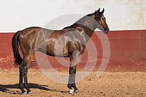 Beautiful brown gelding thoroughbred standing on the sand