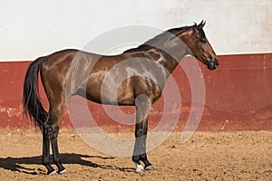 Beautiful brown gelding thoroughbred standing on the sand