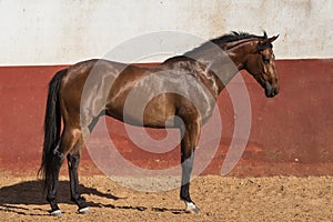 Beautiful brown gelding thoroughbred standing on the sand