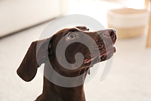 Beautiful brown German Shorthaired Pointer dog