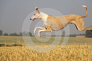 A Beautiful brown ggalgo is jumping in a stubble field