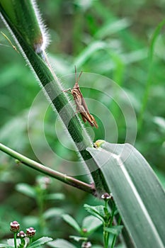 Beautiful brown grasshopper sitting on wild grass