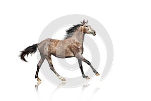 A beautiful brown-gray horse galloping unusual suit.