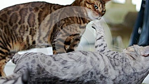 Beautiful brown and gray purebred Bengal cats playing on a green shaggy carpet