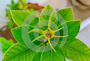A beautiful brown green leaf