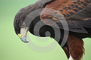 Beautiful brown harris hawk
