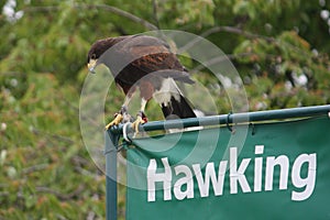 Beautiful brown harris hawk on a hawking sign