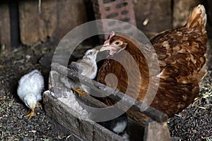 Beautiful brown hen feeding her little newborn chicks.