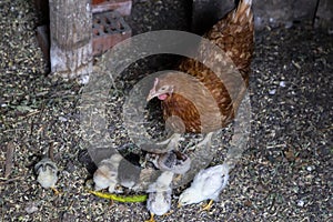 Beautiful brown hen feeding her little newborn chicks