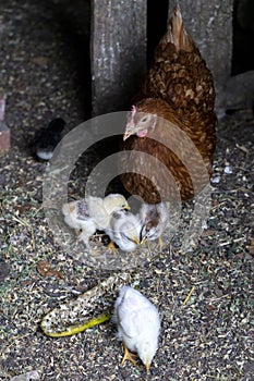 Beautiful brown hen feeding her little newborn chicks