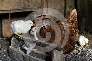 Beautiful brown hen feeding her little newborn chicks.