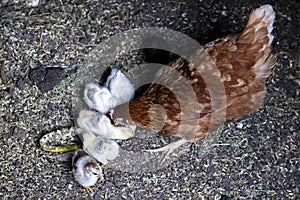 Beautiful brown hen feeding her little newborn chicks on the farmyard.