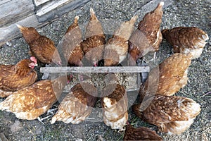 Beautiful brown hens are eating grain on the domestic farmyard