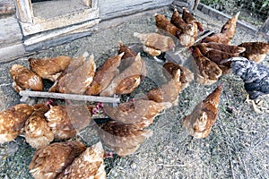 Beautiful brown hens are eating grain on the domestic farmyard