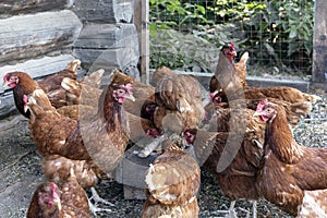 Beautiful brown hens are eating grain on the domestic farmyard.