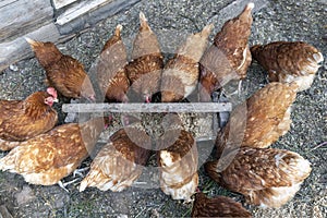 Beautiful brown hens are eating grain on the domestic farmyard.