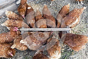 Beautiful brown hens are eating grain on the domestic farmyard.