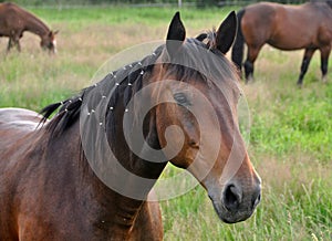 Beautiful brown horse