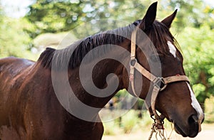 Beautiful brown horse animal outdoor life in farm