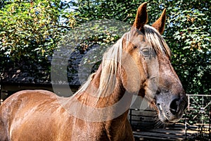 Beautiful brown horse on a blurred background, close-up.