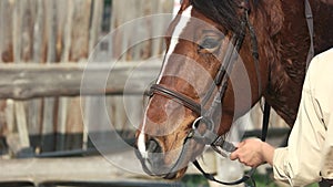 Beautiful brown horse close up.