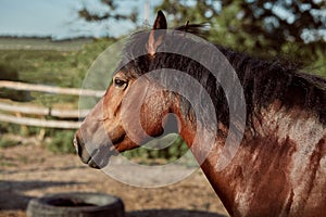 Beautiful brown horse, close-up of muzzle, cute look, mane, background of running field, corral, trees