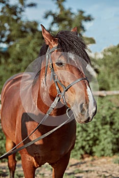 Beautiful brown horse, close-up of muzzle, cute look, mane, background of running field, corral, trees