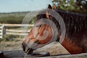 Beautiful brown horse, close-up of muzzle, cute look, mane, background of running field, corral, trees