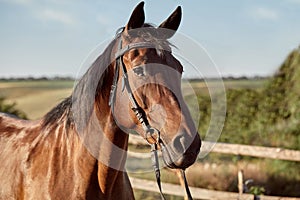 Beautiful brown horse, close-up of muzzle, cute look, mane, background of running field, corral, trees