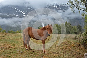 Beautiful brown horse in cloudy mountains, with snow and green trees in Norway