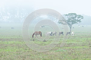 Beautiful brown horse and cows grazing and eating grass in the morning