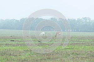 Beautiful brown horse and cows grazing and eating grass in the morning